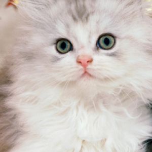 Gatito Blanco Esponjoso