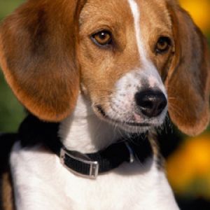 Retrato de un Beagle