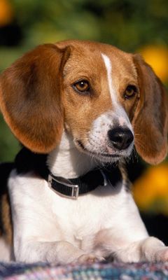 Retrato de un Beagle
