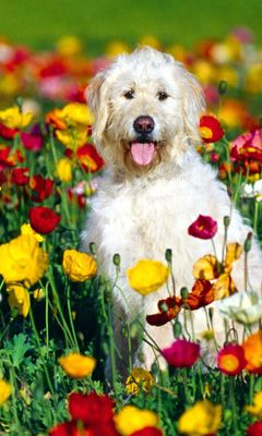 Perro lindo en campo de flores