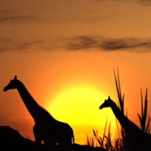 Jirafas Silueteadas al Atardecer