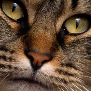 Retrato de gato en primer plano