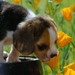 Cachorro Bonito Olfateando Flores