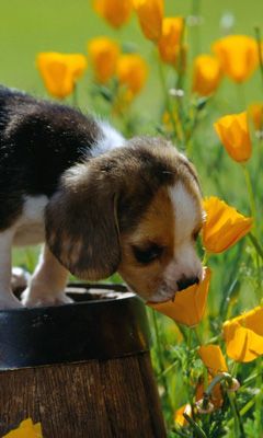 Cachorro Bonito Olfateando Flores