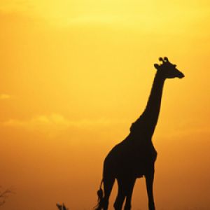Silhouette de Jirafa al Atardecer