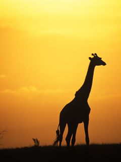 Silhouette de Jirafa al Atardecer