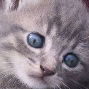 Gatito Gris Adorable