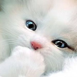 Gatito Blanco Adorable