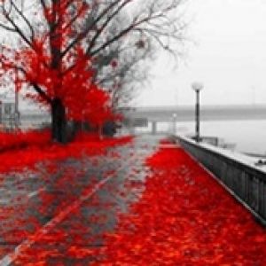 Hojas Rojas de Otoño