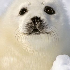 Foca Bebé Linda
