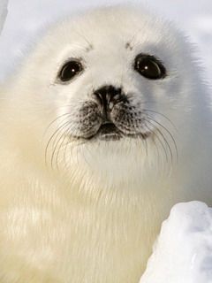Foca Bebé Linda