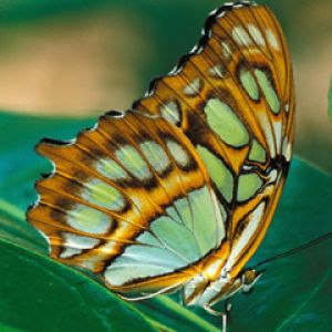 Mariposa Colorida en Hoja