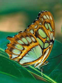 Mariposa Colorida en Hoja