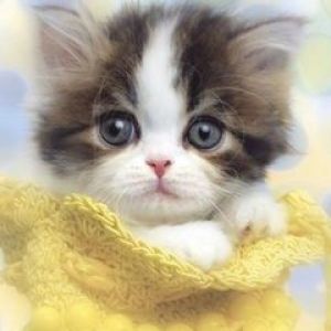 Gatito Adorable en Amarillo