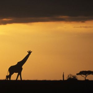 Silhouette de Jirafa al Atardecer