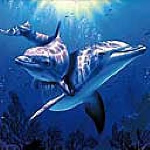 Delfines nadando en el océano