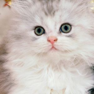 Gatito Blanco Esponjoso