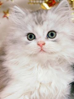 Gatito Blanco Esponjoso