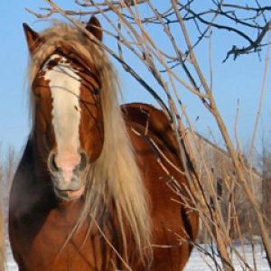Majestuoso Caballo Marrón