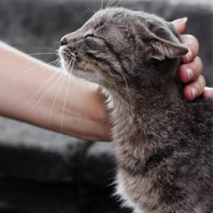 Gato Bonito Siendo Acariciado