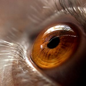 Primer plano de un ojo