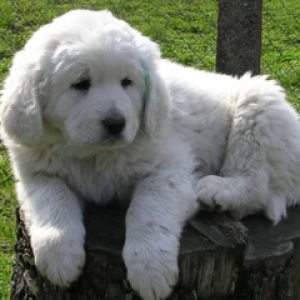 Cachorro Blanco Esponjoso