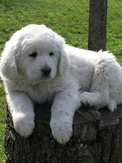Cachorro Blanco Esponjoso