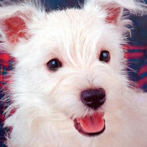 Cachorro Blanco Adorable