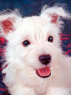 Cachorro Blanco Adorable