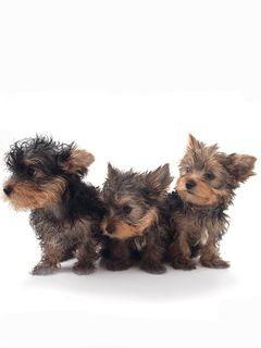 Adorables Cachorros Yorkshire