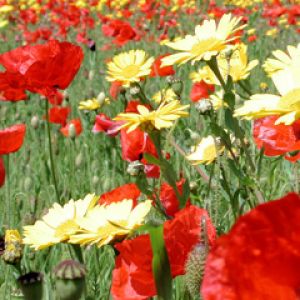 Campo de Flores Vibrantes