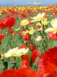 Campo de Flores Vibrantes