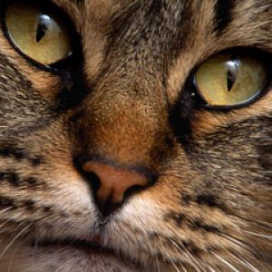 Retrato de Gato en Primer Plano