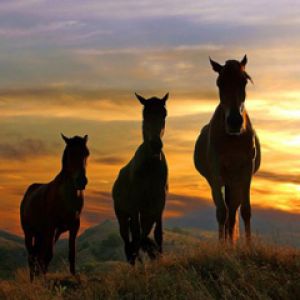 Siluetas de Caballos al Atardecer