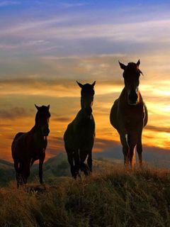 Siluetas de Caballos al Atardecer