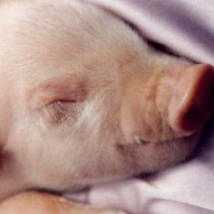 Cerdito Durmiendo Adorable