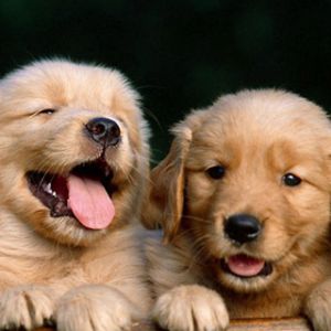 Cachorros de Golden Retriever