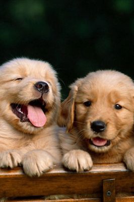 Cachorros de Golden Retriever