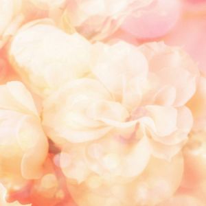 Fondo Floral Rosa Suave