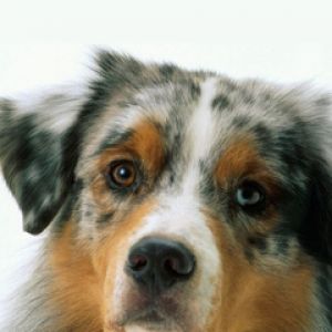 Perro Pastor Australiano