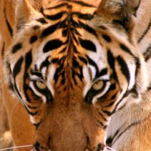 Primer plano de un tigre majestuoso