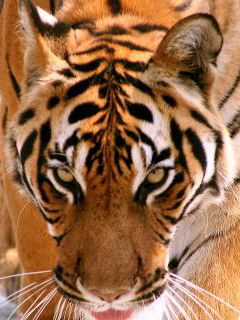 Primer plano de un tigre majestuoso