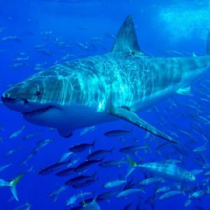 Tiburón Majestuoso Bajo el Agua