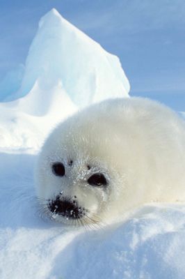 Foca Bebé Linda en el Hielo