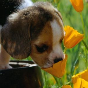 Cachorro Beagle Adorable en Flores