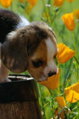 Cachorro Beagle Adorable en Flores