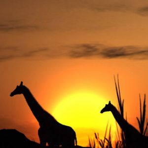 Siluetas de Jirafas al Atardecer