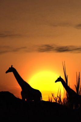 Siluetas de Jirafas al Atardecer