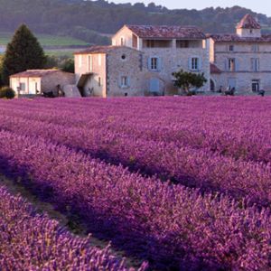 Campos de Lavanda y Casa Rústica