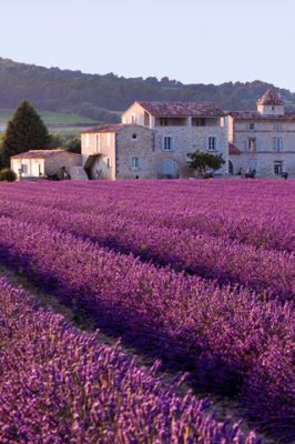 Campos de Lavanda y Casa Rústica